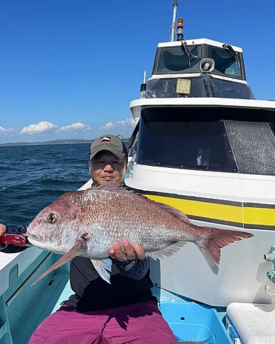 マダイの釣果