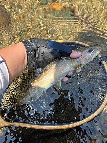 イワナの釣果