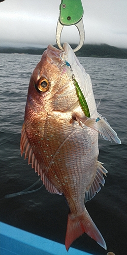 マダイの釣果