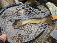 ニッコウイワナの釣果