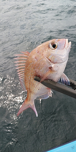 マダイの釣果