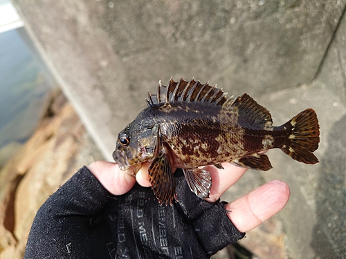 ベッコウゾイの釣果