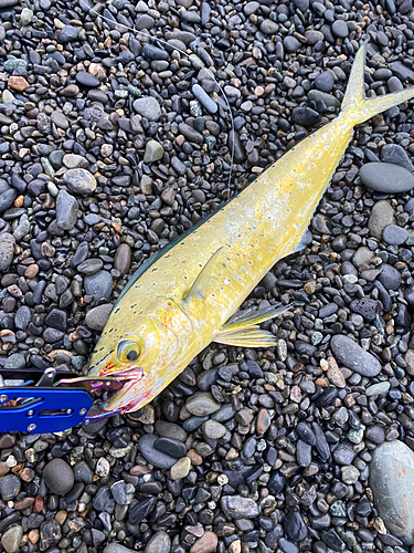 シイラの釣果