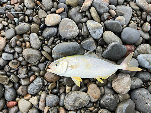 シオの釣果