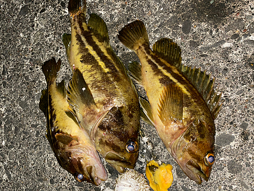 シマソイの釣果