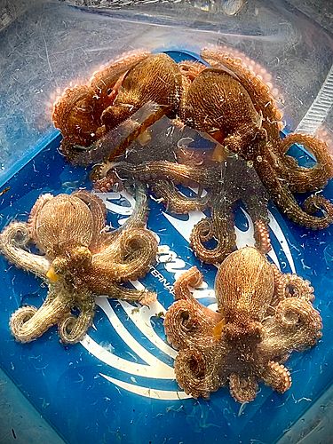 タコの釣果