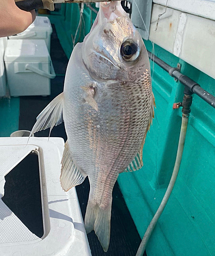 メイチダイの釣果