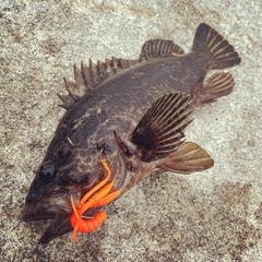 タケノコメバルの釣果