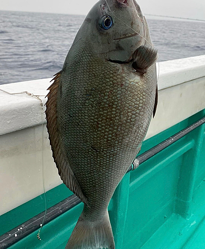 メジナの釣果