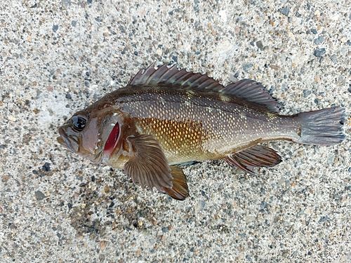 メバルの釣果