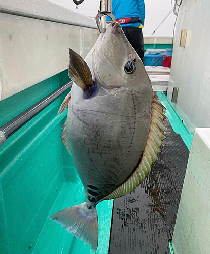 ニザダイの釣果