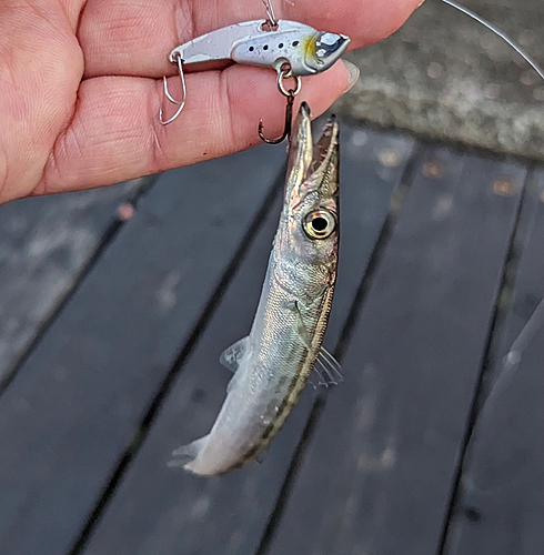 カマスの釣果