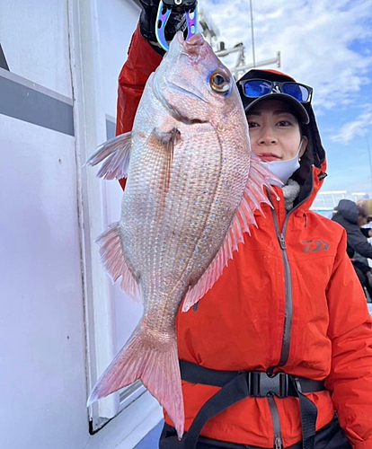 マダイの釣果