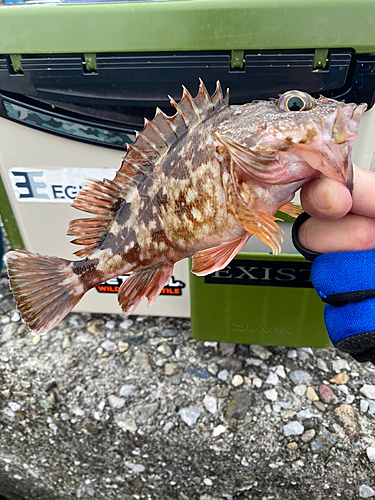 ガシラの釣果