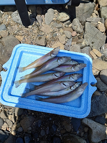 キスの釣果