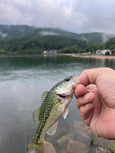 ラージマウスバスの釣果