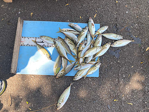 アジの釣果