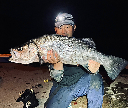 ヒラスズキの釣果