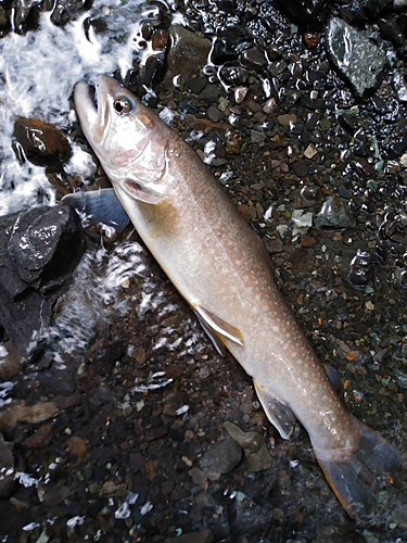 イワナの釣果