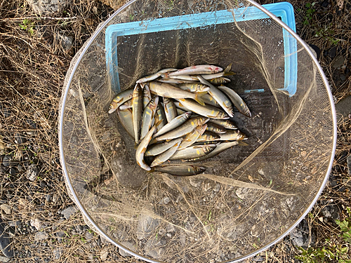 アユの釣果