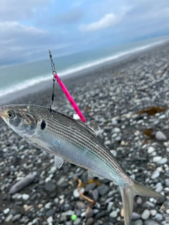 コノシロの釣果