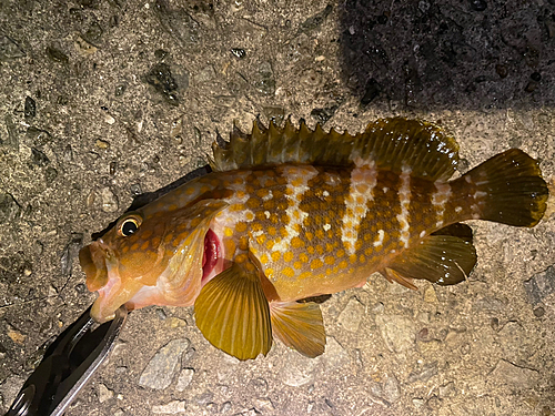 アコウの釣果