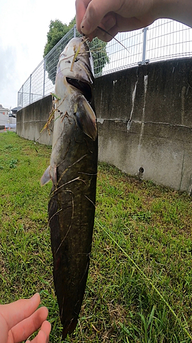 マナマズの釣果