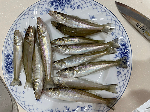 シロギスの釣果