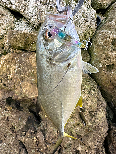 メッキの釣果