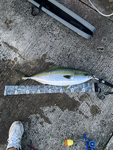 メジロの釣果