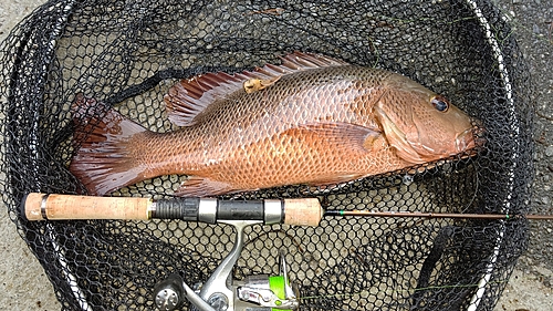 ゴマフエダイの釣果