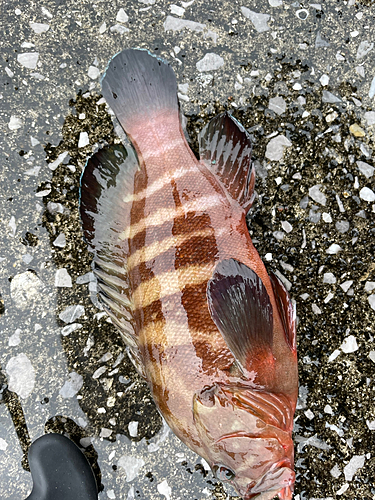 ヤミハタの釣果