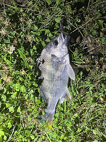 キビレの釣果