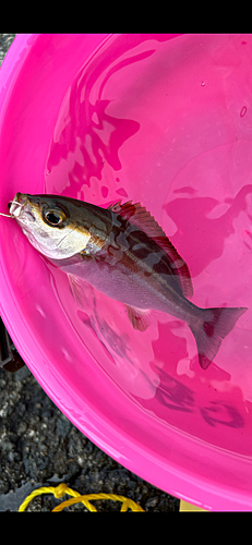 イサキの釣果