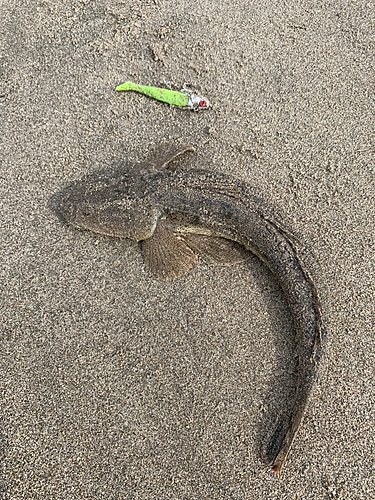 マゴチの釣果