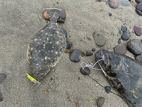 ソゲの釣果