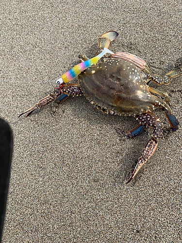 カニの釣果