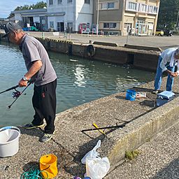 イワシ