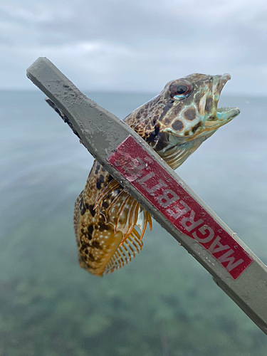 アナハゼの釣果