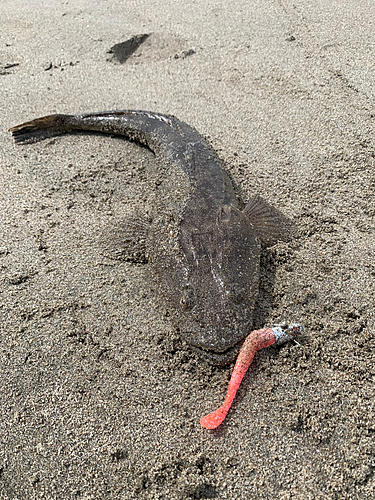 マゴチの釣果