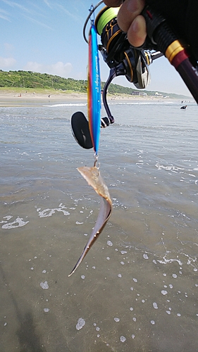 シタビラメの釣果