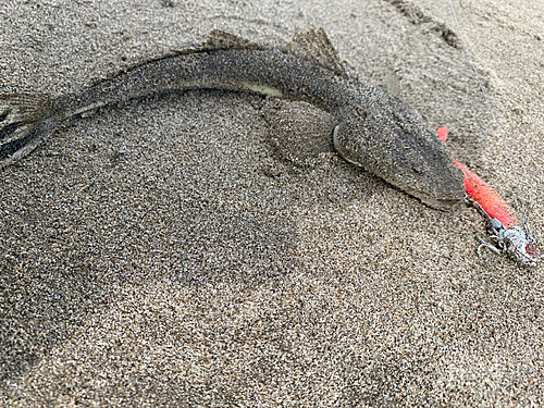 マゴチの釣果