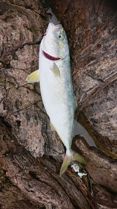 イナダの釣果