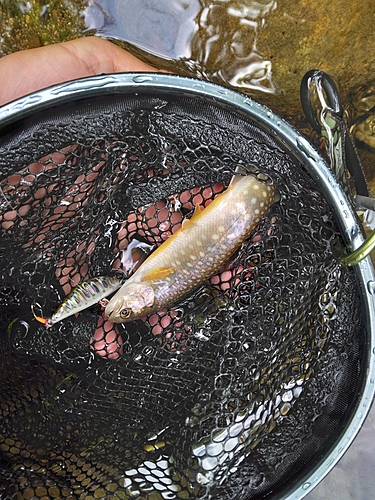 エゾイワナの釣果