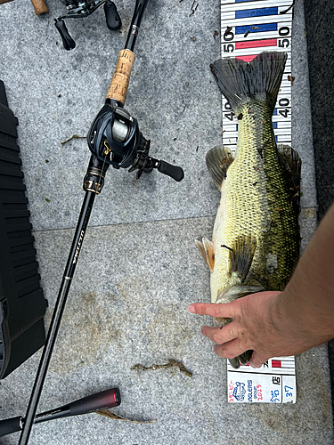 ブラックバスの釣果