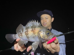 シロメバルの釣果