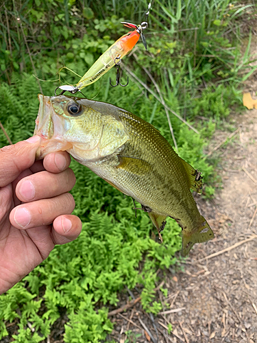 ラージマウスバスの釣果