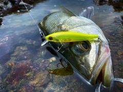 ヒラスズキの釣果