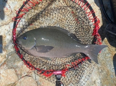 クチブトグレの釣果