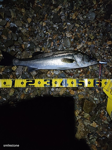 シーバスの釣果